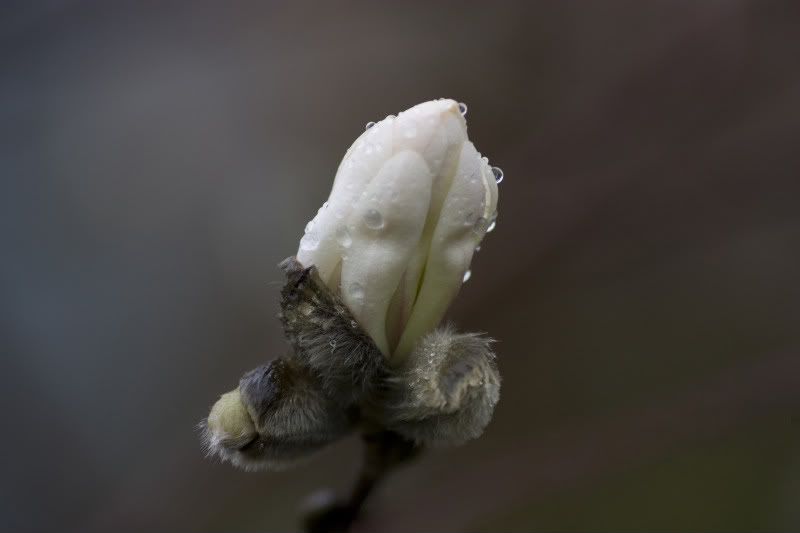 Fotografie