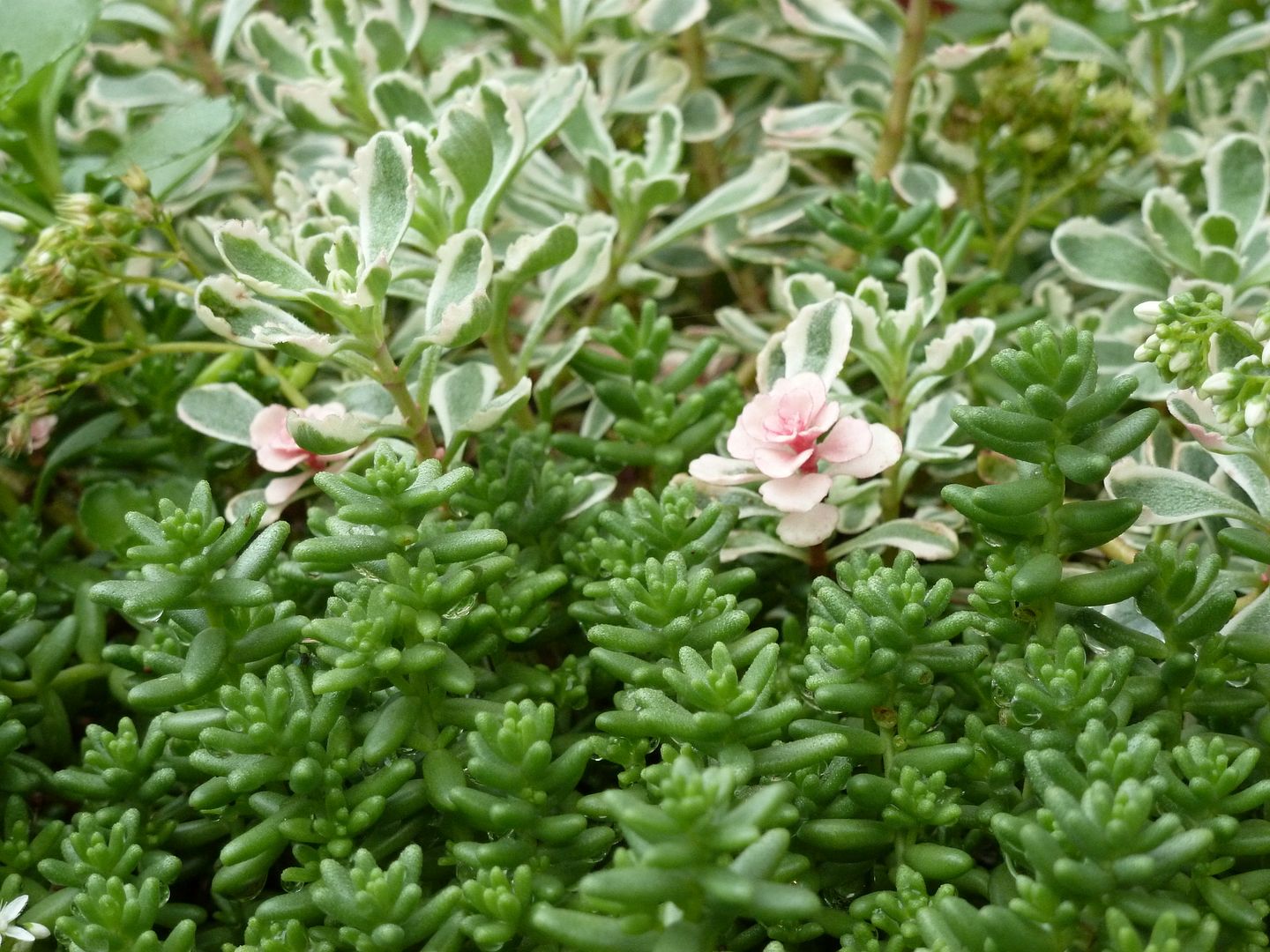 P1040359