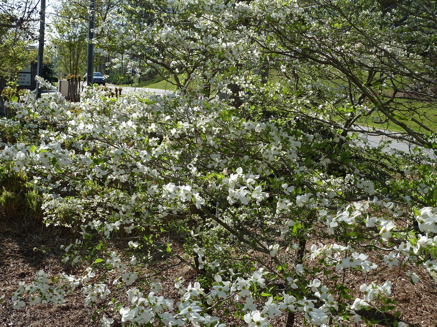 Dogwood+tree+facts+jesus