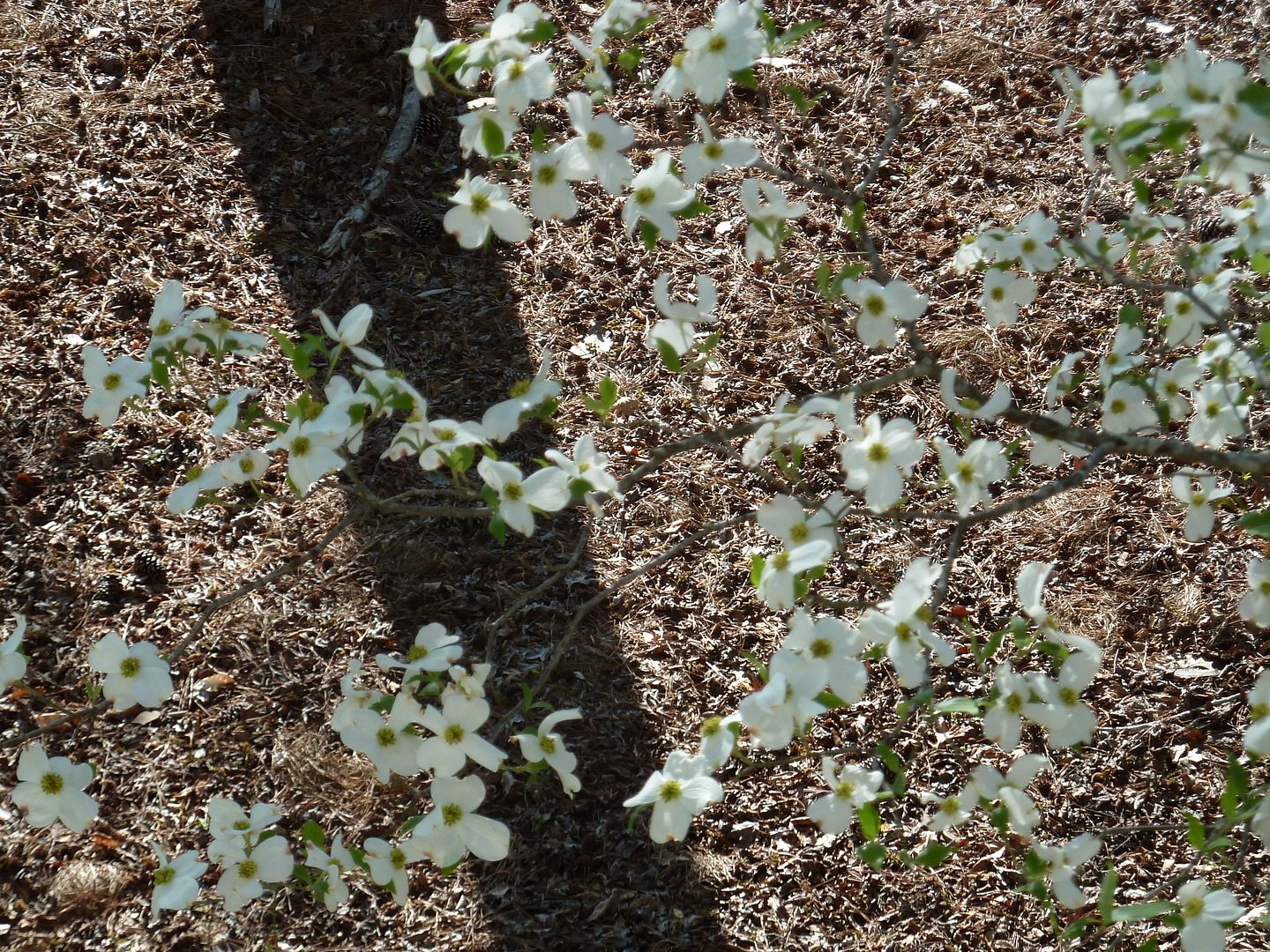 Dogwood+tree+facts+jesus