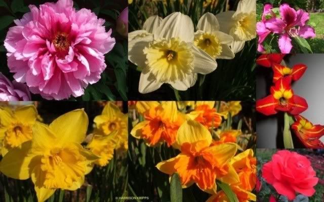 640x400 cy MOTHERS DAY COLLAGE