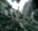 macro video: macro macroant.mp4