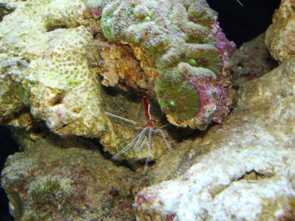 7-ricordeaskunkcleanershrimp.jpg