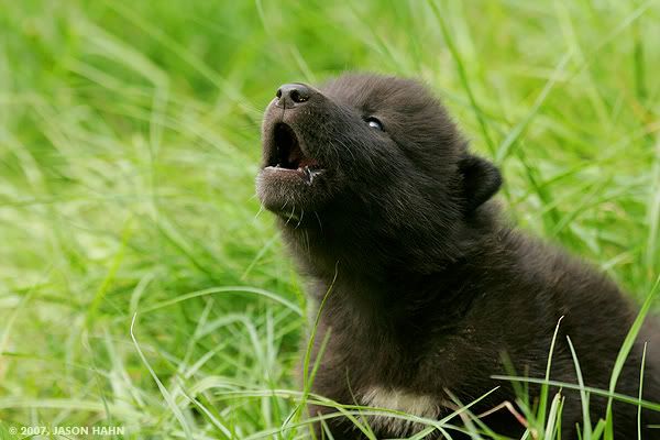 black anime wolf pup. pet wolf pup called Grubb,