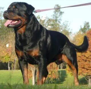 tsrottweiler.jpg