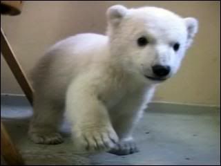 babypolarbear.jpg