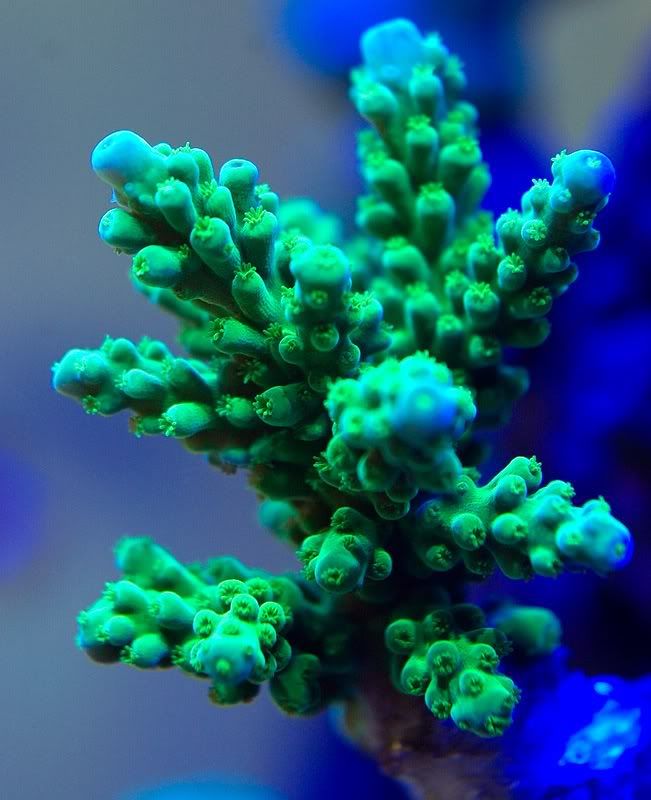 Nano SPS / Mixed Reefs POST YOUR PICTURES - Manhattan Reefs