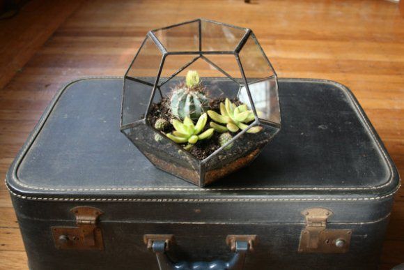  photo Geometric-Terrarium-on-Suitcase_zps70f0be8e.jpg