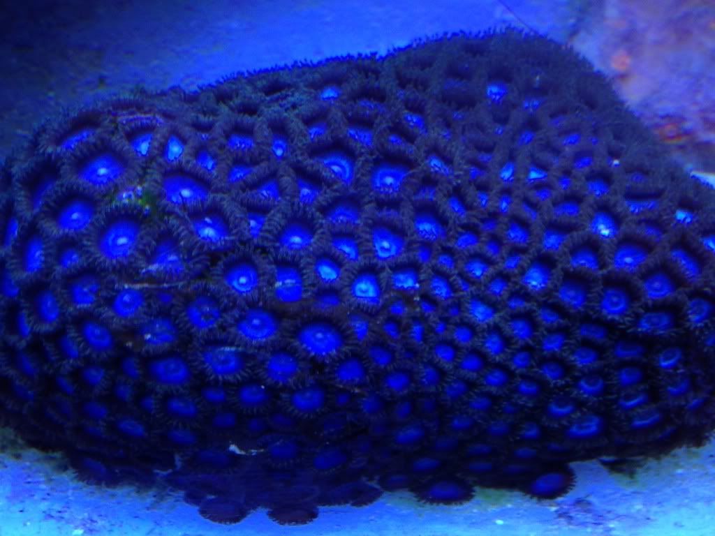 FS Blue Tubbs Zoanthids and Rasta Zoanthids REEF2REEF Saltwater and
