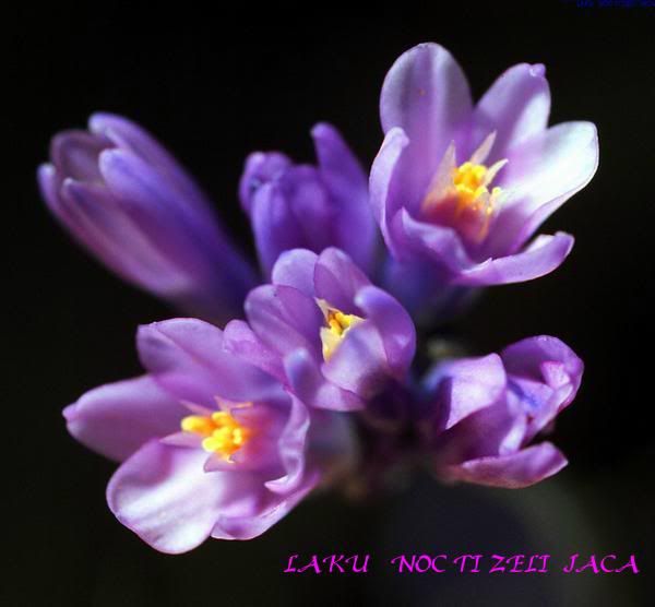 l_d8dd4c33773f458b921072cc2b53a4fd.jpg