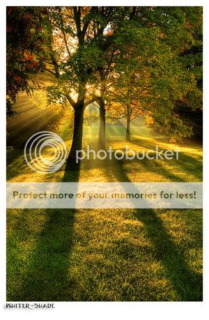 morningraysbywhitershadeo1.jpg