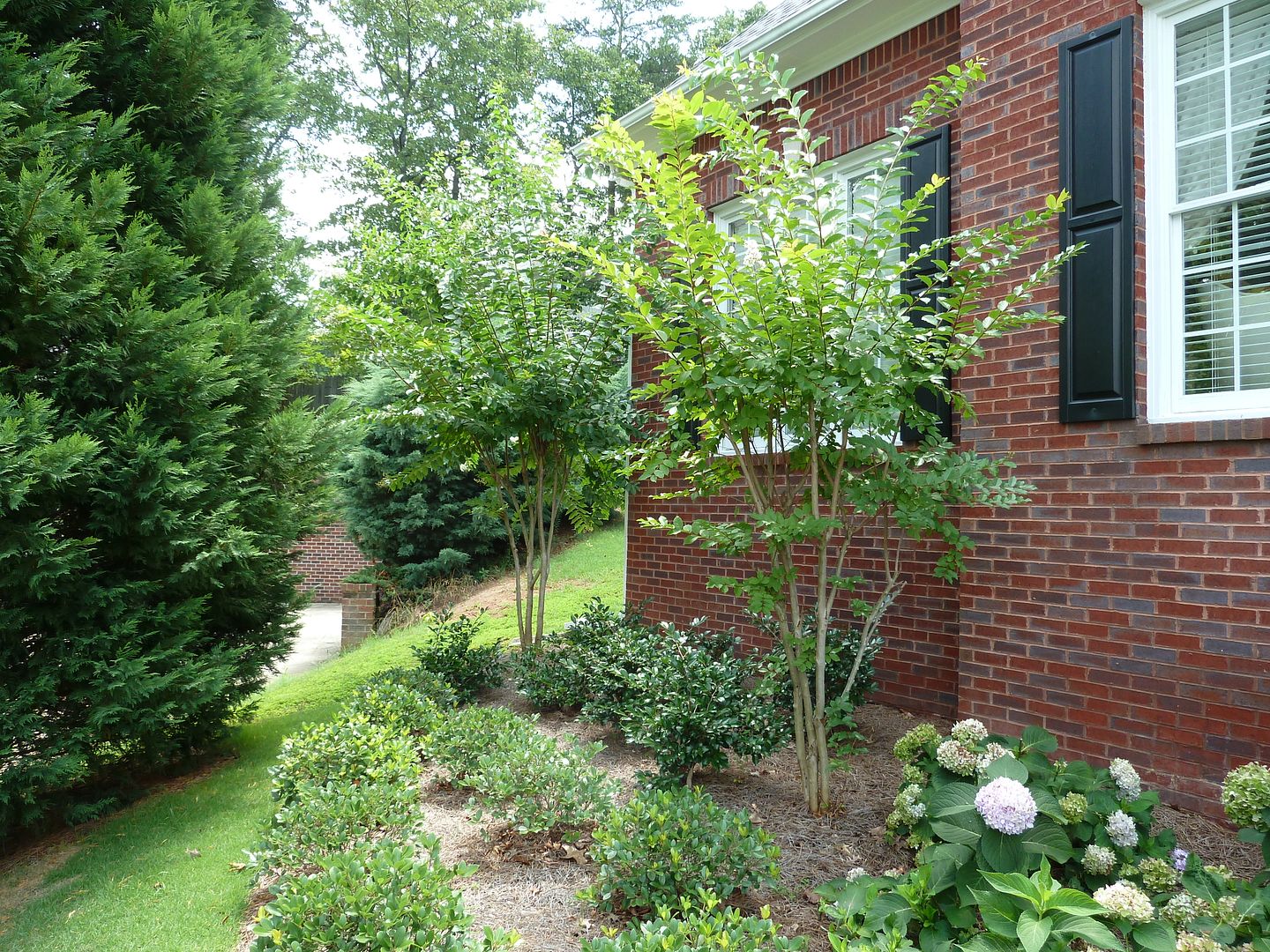 The Sketchy Reader: Crepe Myrtles: A Southern Garden Staple