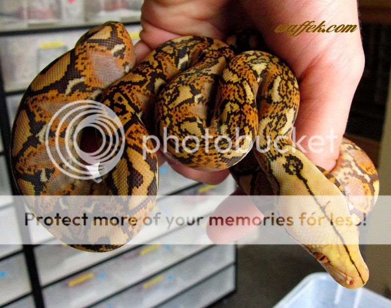 The Reticulated Python Thread - Page 171 - Reptile Forums